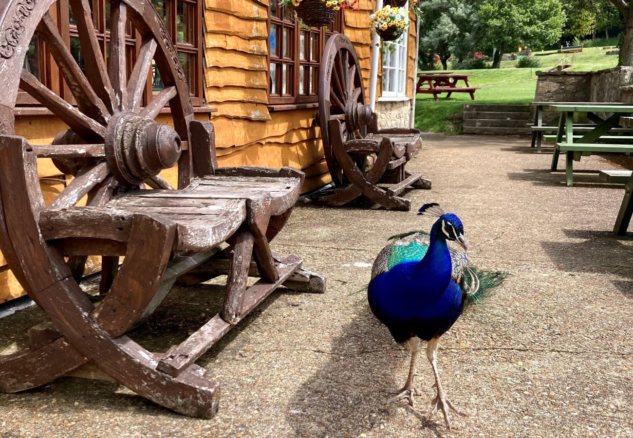 House in Calbourne - Goldfinch, The Isle of Wight.