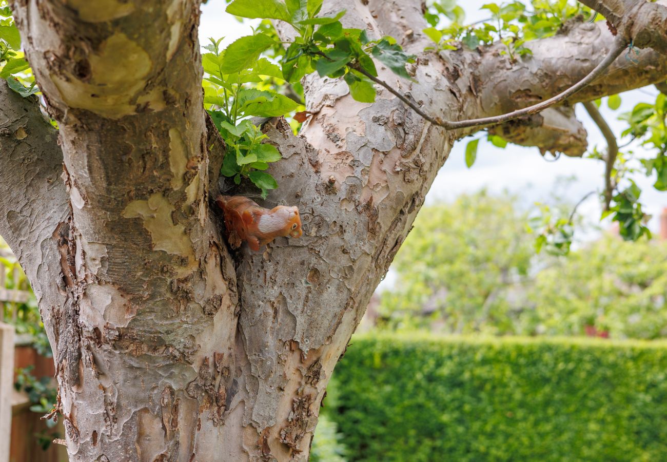 Small red squirrel in tree within landscaped holiday property garden